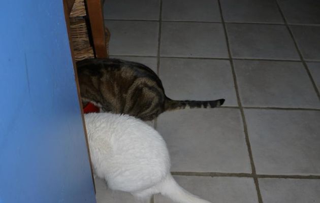 CHATERIES