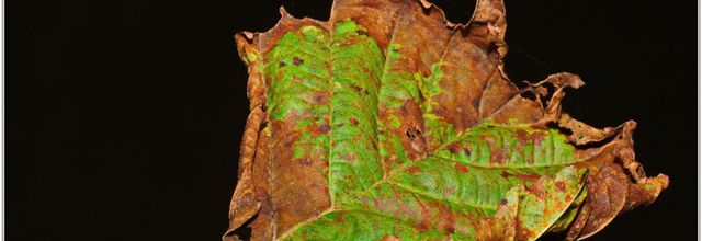 Feuille (4)