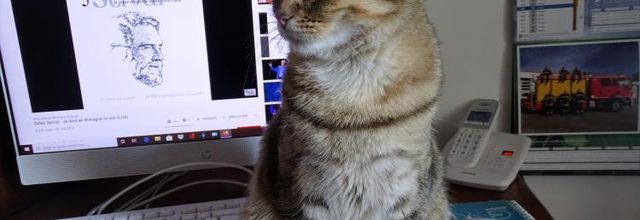 Dimanche c'est chat