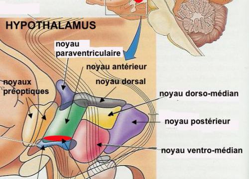 L'homosexualité est elle congénitale ?