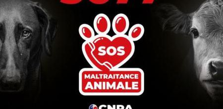 3677 SOS Maltraitance Animale