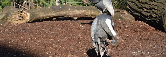 Ménagerie du Jardin des Plantes : Jeunes grues à cou blanc
