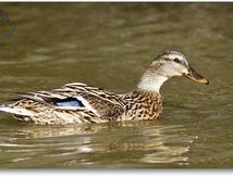 Canard colvert femelle - Anas platyrhynchos