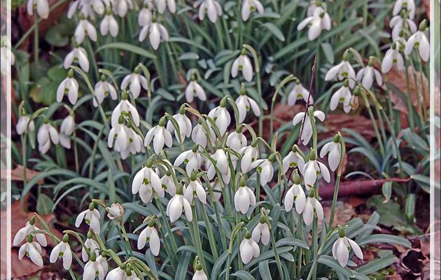Longue floraison pour les Perce-neige,  Galanthe des neiges (Galanthus nivalis) - Lartigau - Milhas - 31