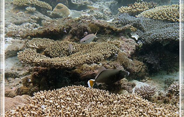 Baliste demi-lune, Baliste double-queue, Halfmoon triggerfish, Whitetip triggerfish (Sufflamen chrysopterus) - Betaniazo - Nosy Tsarabanjina - Nosy Mitsio - Madagascar