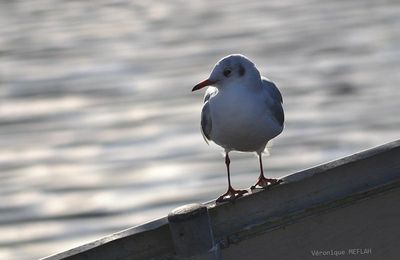 Rambouillet : La mouette rieuse