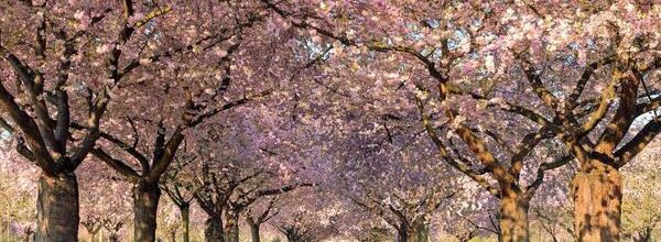 Le printemps habille ses arbres