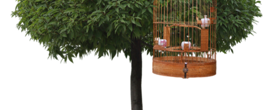 Ѽ Vegetation 
