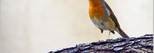 Rouge-Gorge (2) - Erithacus rubecula