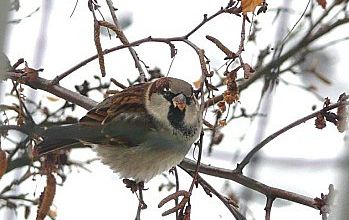 P'tit moineau en feutrine