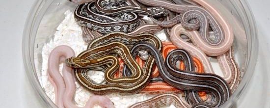 Tessera