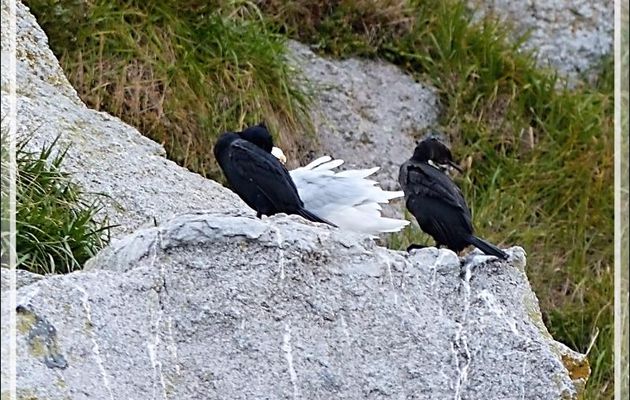 Cormoran de Brandt, Brandt's Cormorant (Phalacrocorax penicillatus) - Ukivok - King Island (Ugiuvak) - Détroit de Béring - Alaska