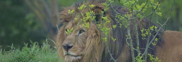 Parc Zoologique de Paris : Néro le lion d'Afrique