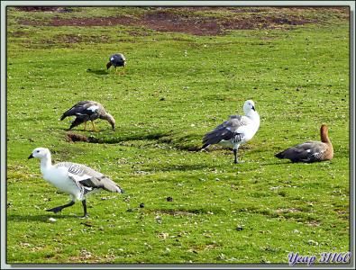 Ouettes de Magellan (Chloephaga picta) - Volunteer Point - Falkland Islands, Iles Malouines, Islas Malvinas