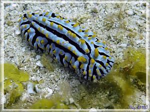 Phyllidie indienne, Fryeria indienne, Sea blue phyllidia (Phyllidia marindica) - Betaniazo - Tsarabanjina - Mitsio - Madagascar