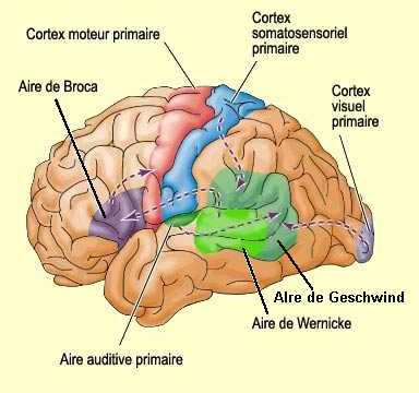 Les centres du langage, dans notre cerveau.