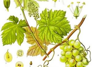 Le génome de la vigne entièrement décrypté