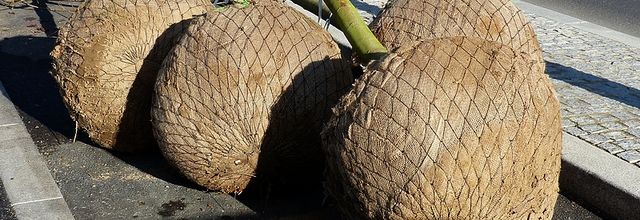 Metz / Le Metz handball sur le Boulevard de Trêves avec ses Dragonnes...