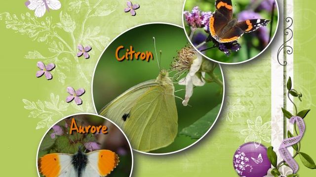 Minute Papillons !!!