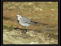 Bergeronnette grise (Motacilla alba) - Passériformes.