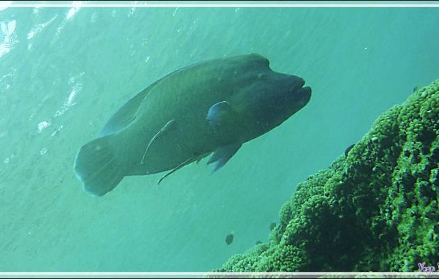 Napoléon ou Labre géant, Humphead wrasse or Napoleon wrasse (Cheilinus undulatus) et ses rémoras - Passe Tumakohua (passe sud) - Atoll de Fakarava - Tuamotu - Polynésie française