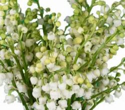 Bouquet du muguet et blagues