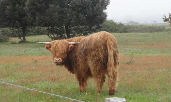 Les vaches highland de La Turballe 