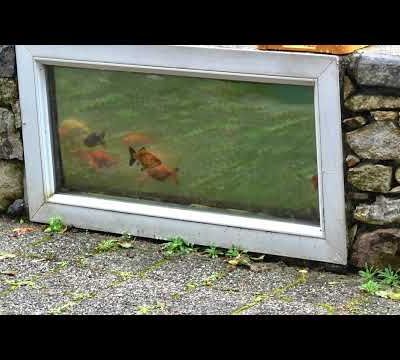 Nettoyé pour l'hiver, mon bassin montre le bien trop grand nombre de poissons. De 11 en 2022, ils sont passés à plus de 150 en 2025 !