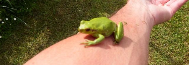 ma reinette du jour  lol lol