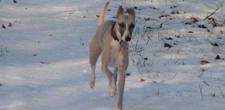 Dubaï découvre la neige