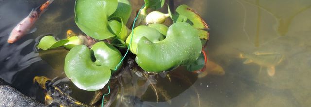 une bébète sur ma plante de bassin