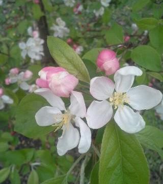 Explosion de fleurs