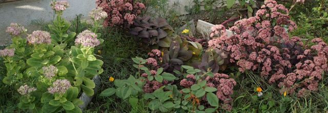 Sedum spectabile, roi du jardin en septembre