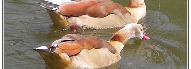 Lac Daumesnil : Ouettes d'Egypte