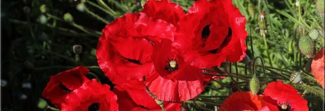 Plein feu sur les coquelicots et pavots !