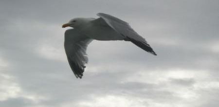 citation mouettes