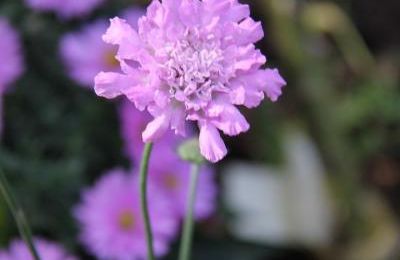 scabieuse flatter pink