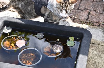 EB - Mes chats et le petit bassin des lotus...
