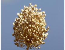 Ail sauvage