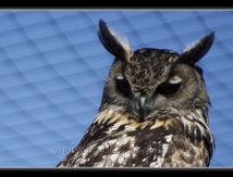 Grand-duc d'Europe - Bubo bubo