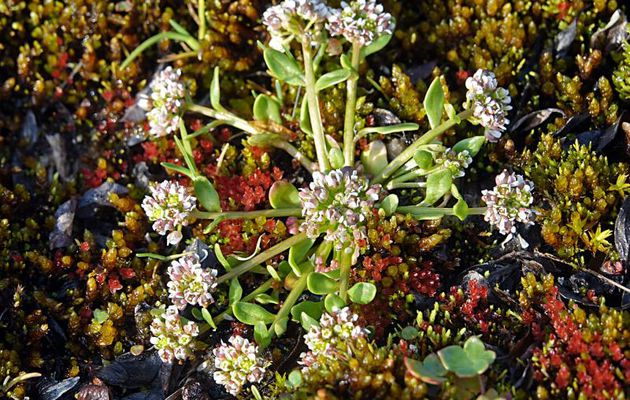 Cochléaire du Groenland, Herbe aux cuillères, Common scurvy grass, Tipitsiarktut nunarait (Cochlearia groenlandica) - Craig Harbour - Terre d'Ellesmere - Nunavut - Canada