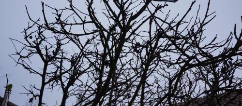 Le jardin s'invite en décembre