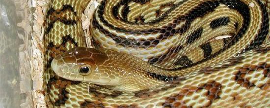 Pituophis lineaticollis lineaticollis - Serpent taureau cincuate