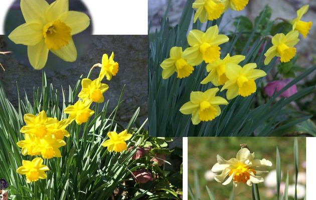 Le printemps arrive ... Petit tour au jardin 