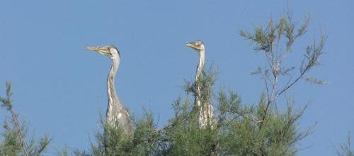 ... deux hérons sur un arbre perchés voulaient voir le paysage...
