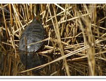 Tortue de Floride