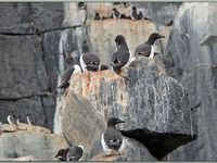 Guillemots de Brünnich dans les falaises d'Alkefjellet - Spitzberg - Svalbard - Norvège
