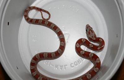 Upper keys Hypo Bloodred