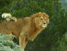 Lion (Pahthera leo)