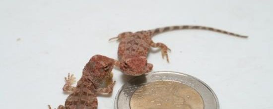 Tympanocryptis tetraporophora